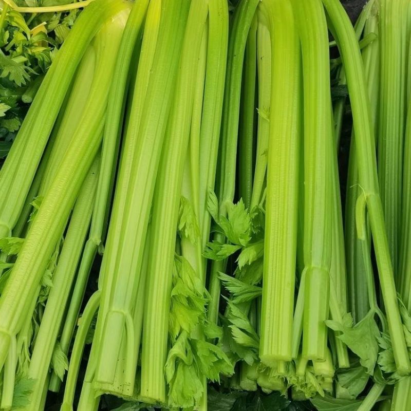 皇冠黄嫩西芹大梗芹菜种子荷兰引进高产旱芹四季播种