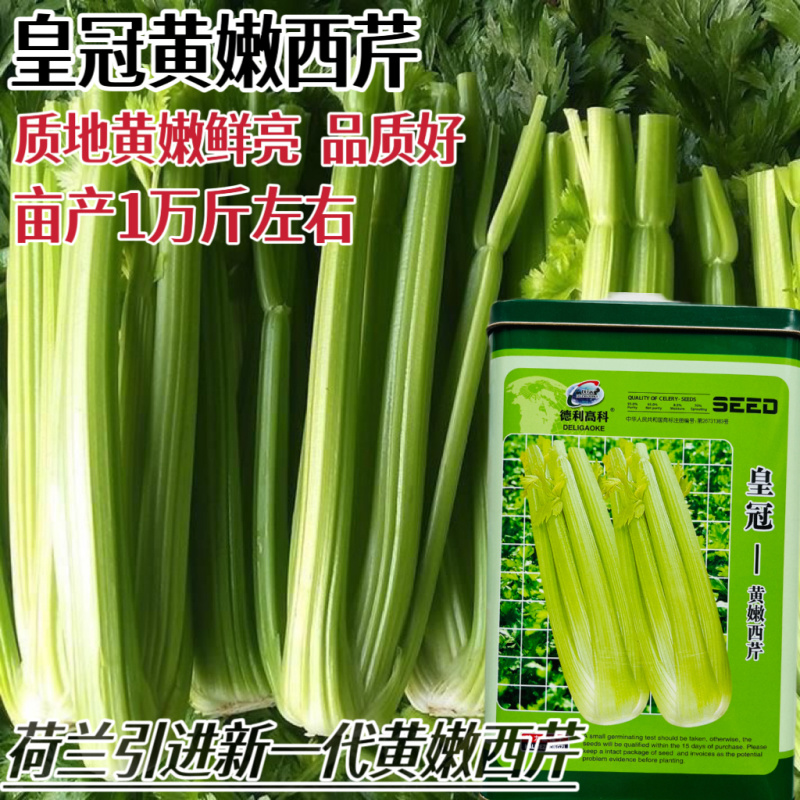 皇冠黄嫩西芹大梗芹菜种子荷兰引进高产旱芹四季播种