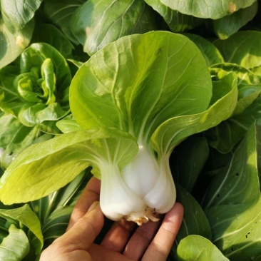 矮脚2号矮脚黄菜种子高产耐热四季播矮脚青菜种矮脚白根
