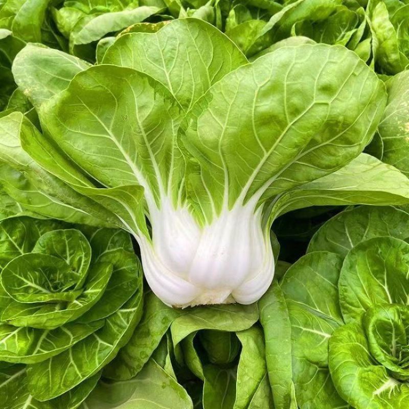 矮脚2号矮脚黄菜种子高产耐热四季播矮脚青菜种矮脚白根