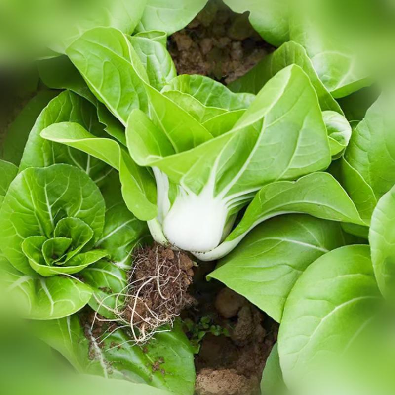 矮脚2号矮脚黄菜种子高产耐热四季播矮脚青菜种矮脚白根