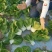 矮脚2号矮脚黄菜种子高产耐热四季播矮脚青菜种矮脚白根