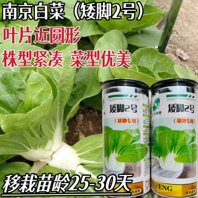 矮脚2号矮脚黄菜种子高产耐热四季播矮脚青菜种矮脚白根
