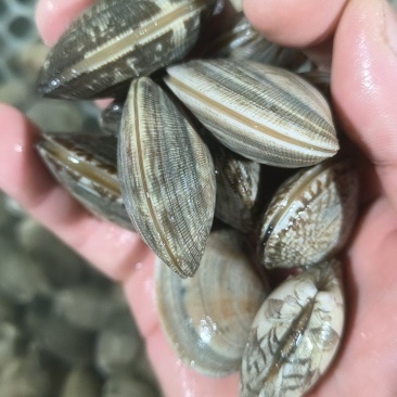 深水厚壳精品无沙花甲