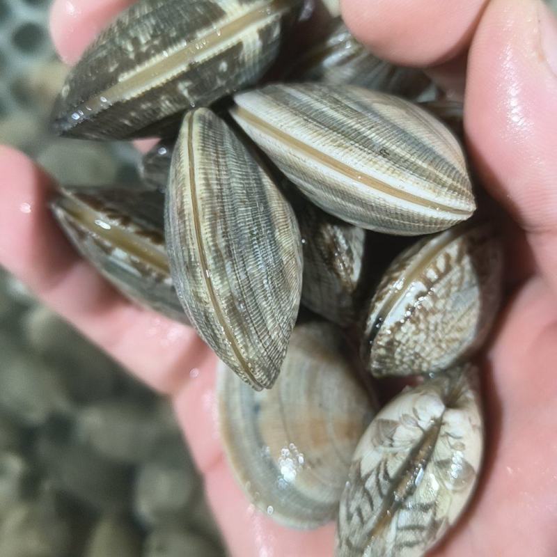 深水厚壳精品无沙花甲