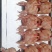 常年大量供应料理肉鹌鹑，烧烤，油炸专用鹌鹑