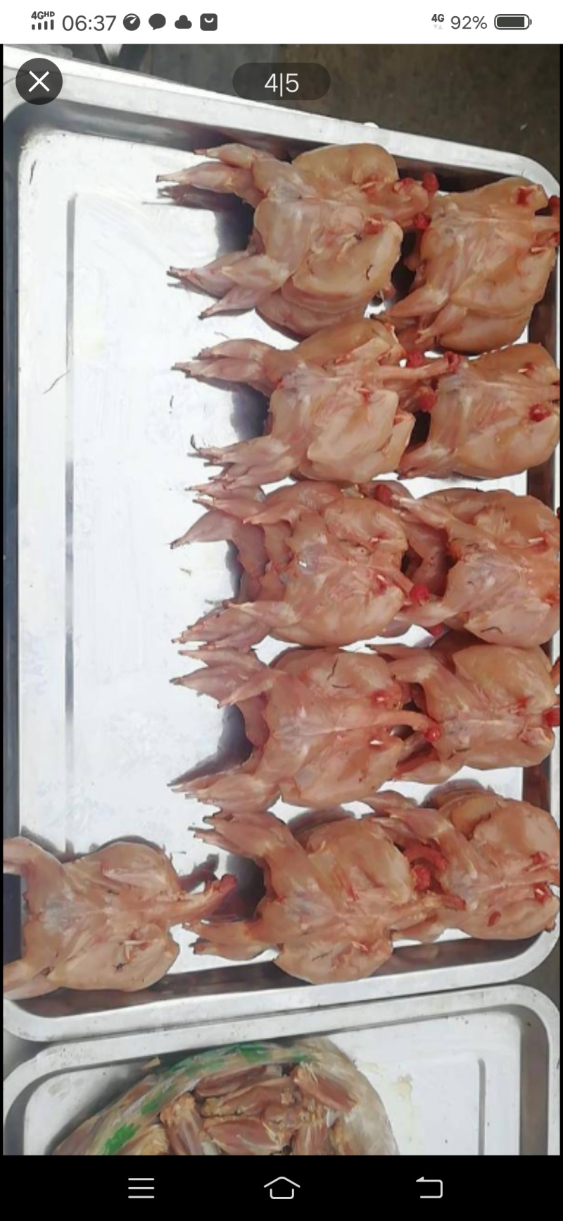 常年大量供应料理肉鹌鹑，烧烤，油炸专用鹌鹑