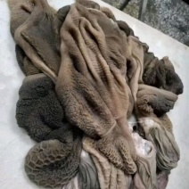 羊肚