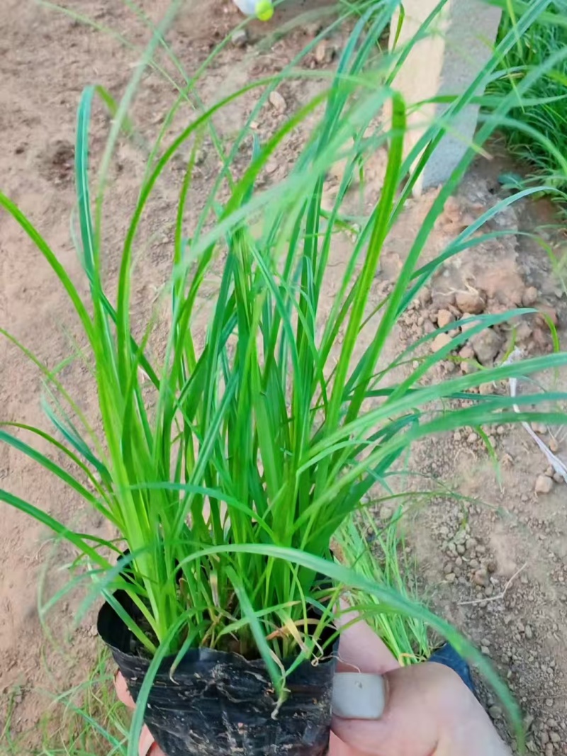 青绿苔草