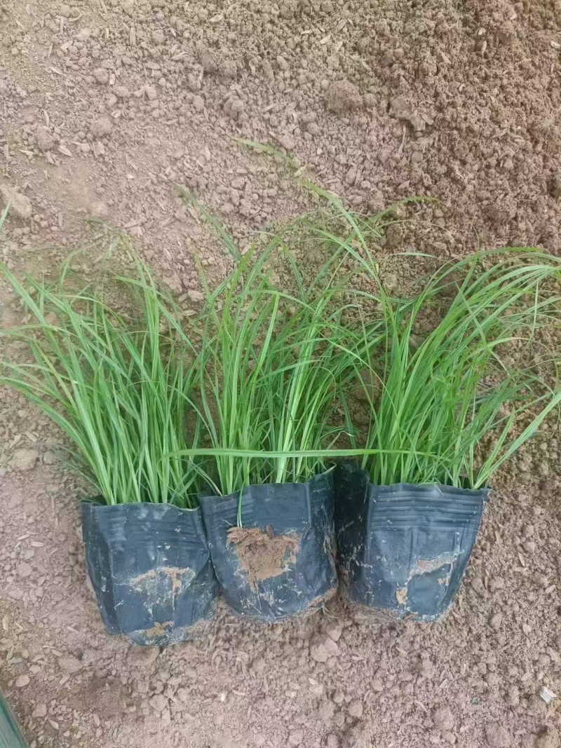 青绿苔草