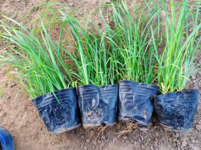 青绿苔草