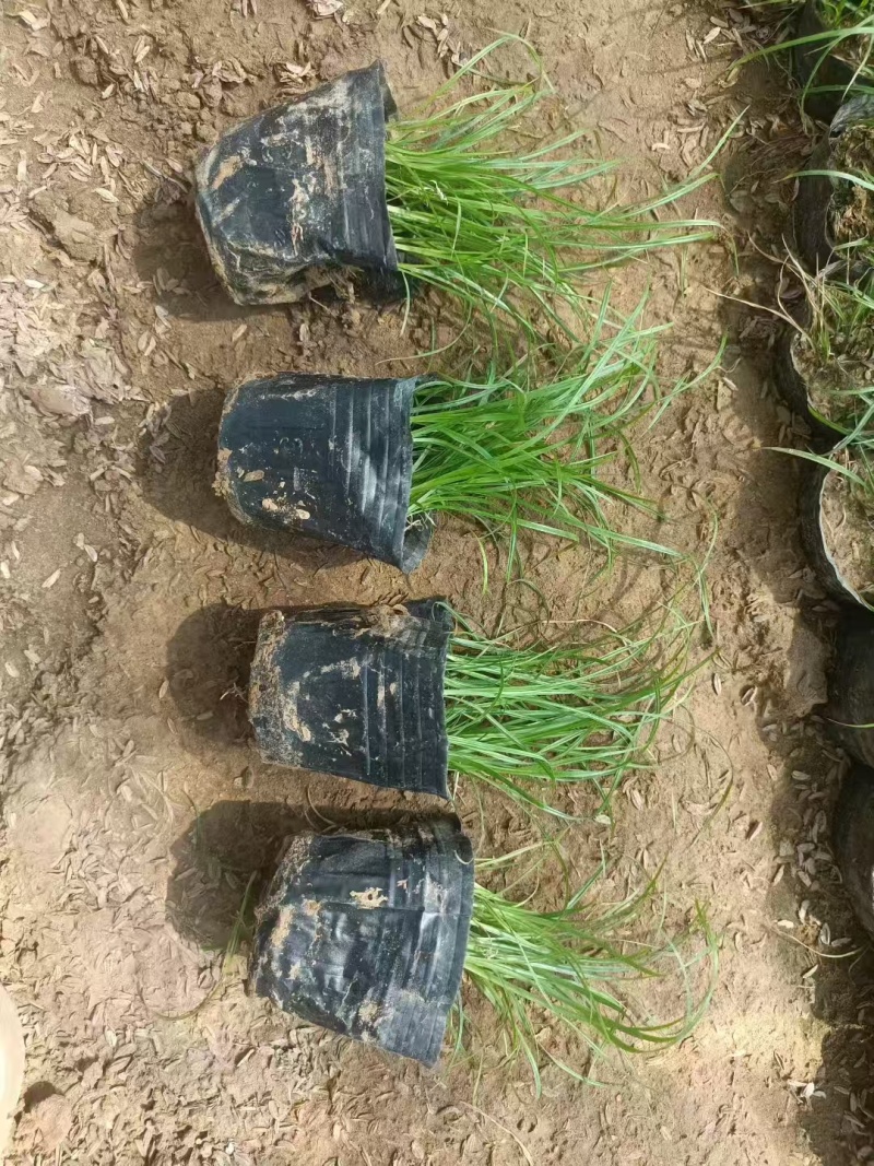 青绿苔草