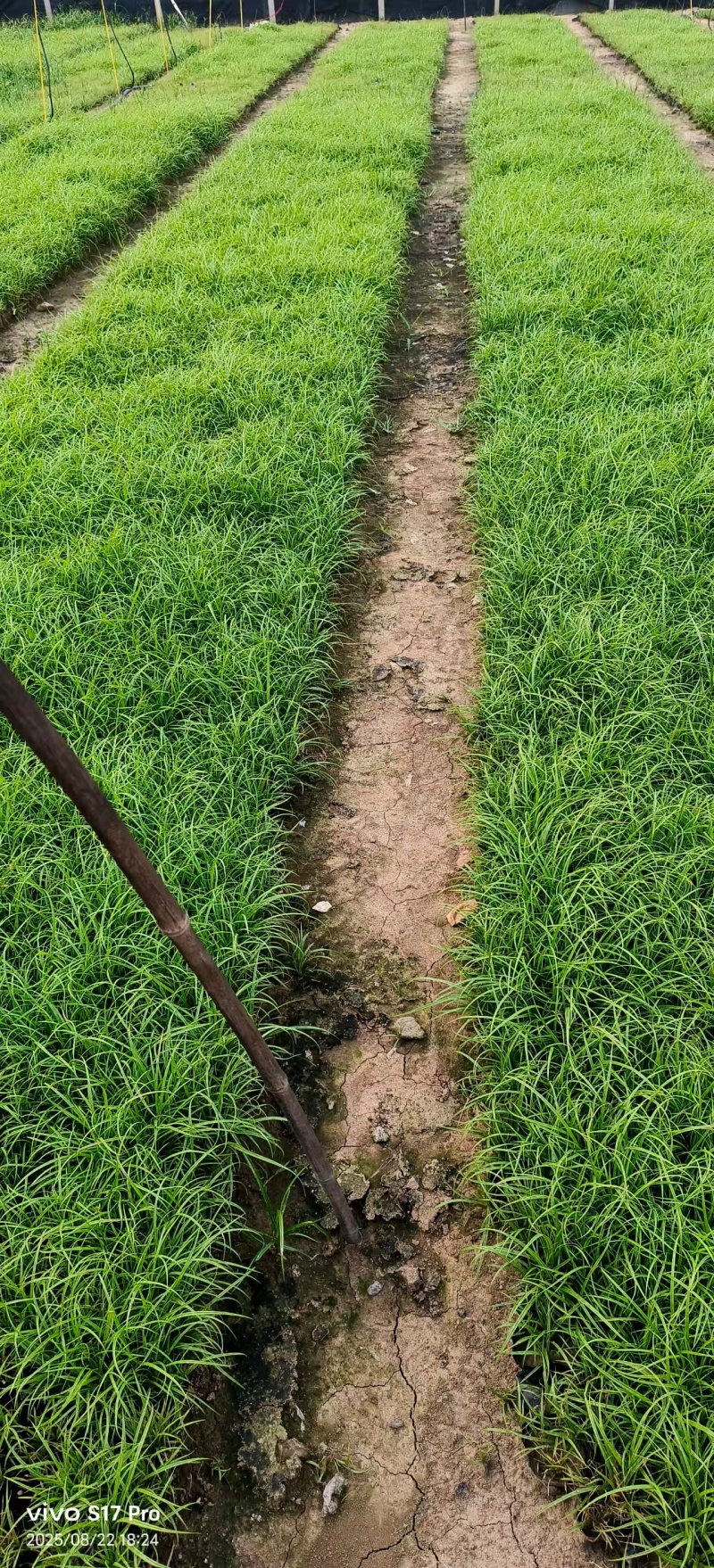 青绿苔草