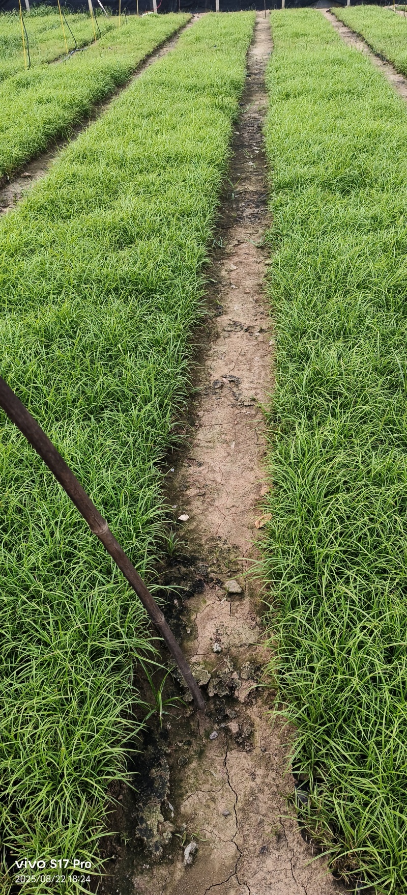 青绿苔草
