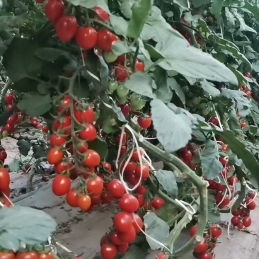 小番茄