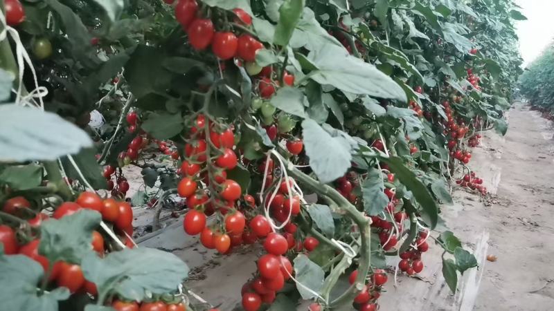 小番茄