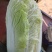 黄心大白菜
