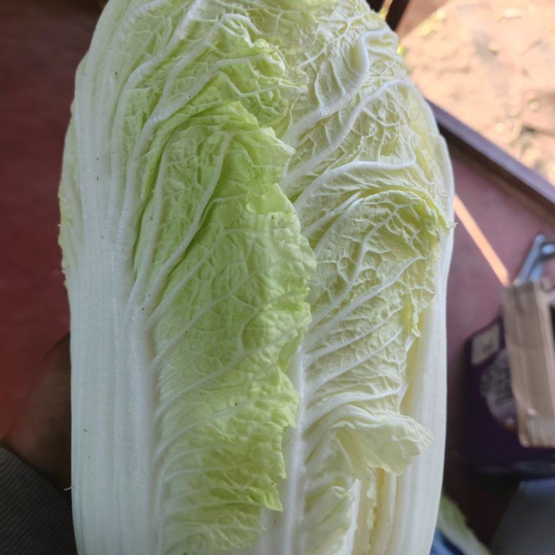 黄心大白菜