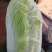 黄心大白菜