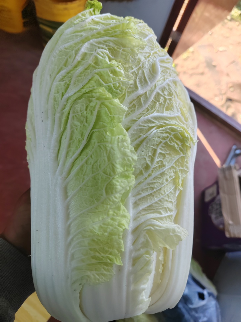 黄心大白菜