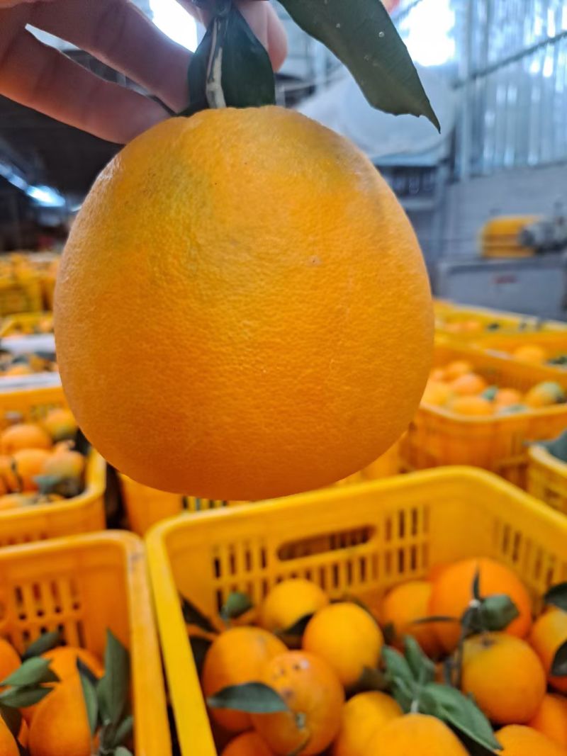 精品果