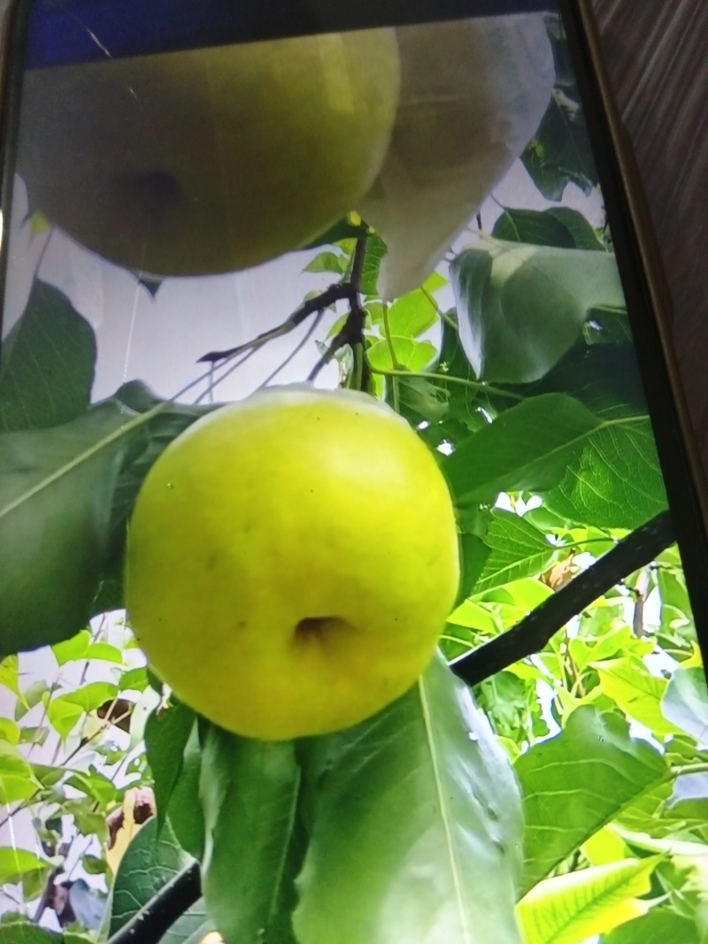 自产自销汉源套带金花梨种植户