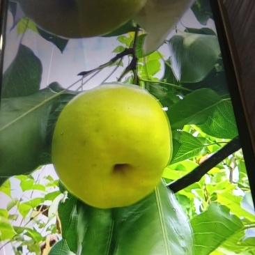 自产自销汉源套带金花梨种植户