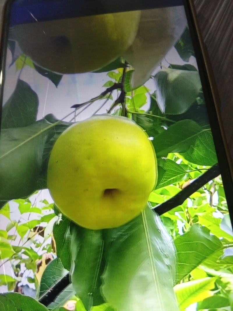 自产自销汉源套带金花梨种植户