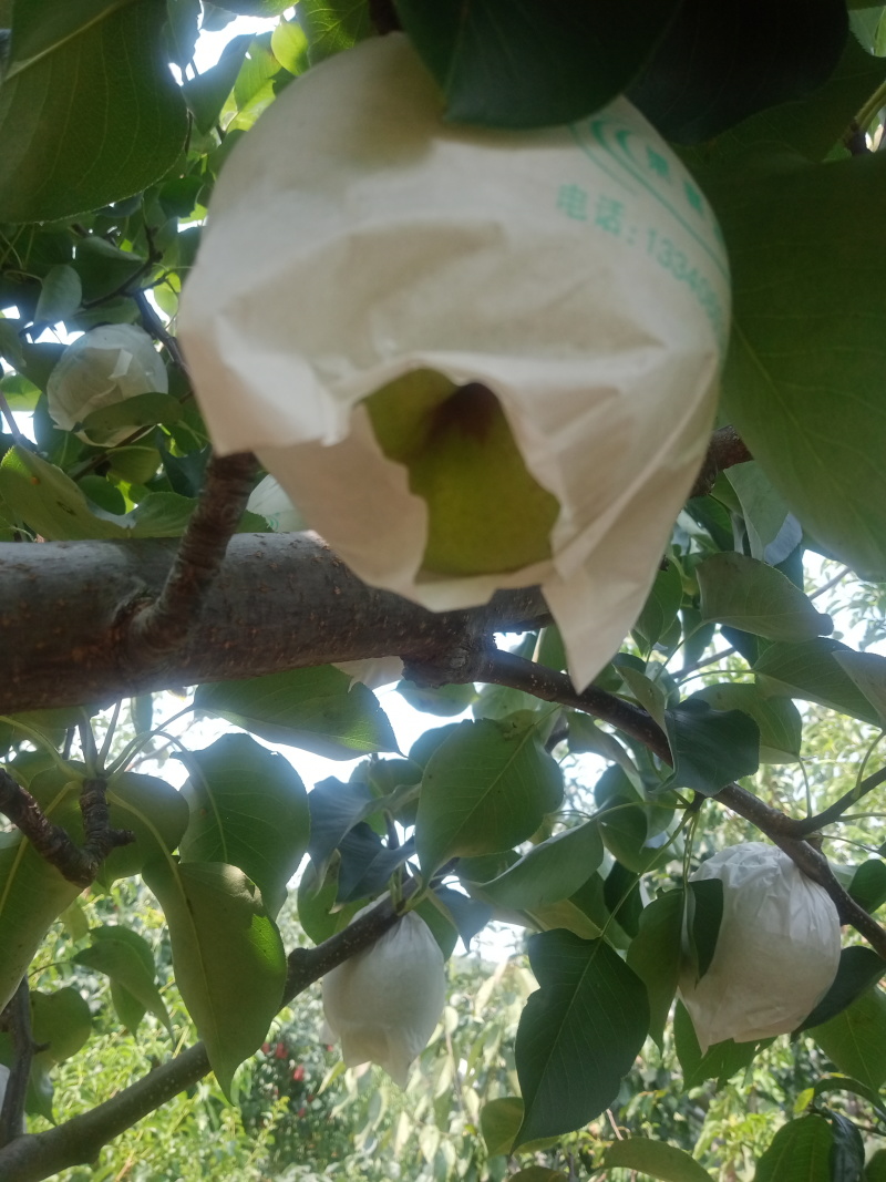 自产自销汉源套带金花梨种植户