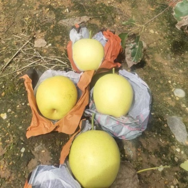 皇冠梨25年头茬大果，需要的老板联系，货源充足