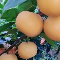秋月梨，好吃不贵，化渣好，糖度高，莱西秋月梨，真的便宜。
