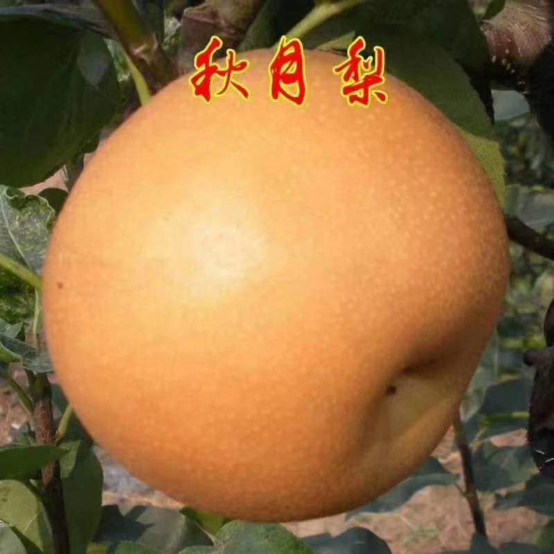 秋月梨，好吃不贵，化渣好，糖度高，莱西秋月梨，真的便宜。