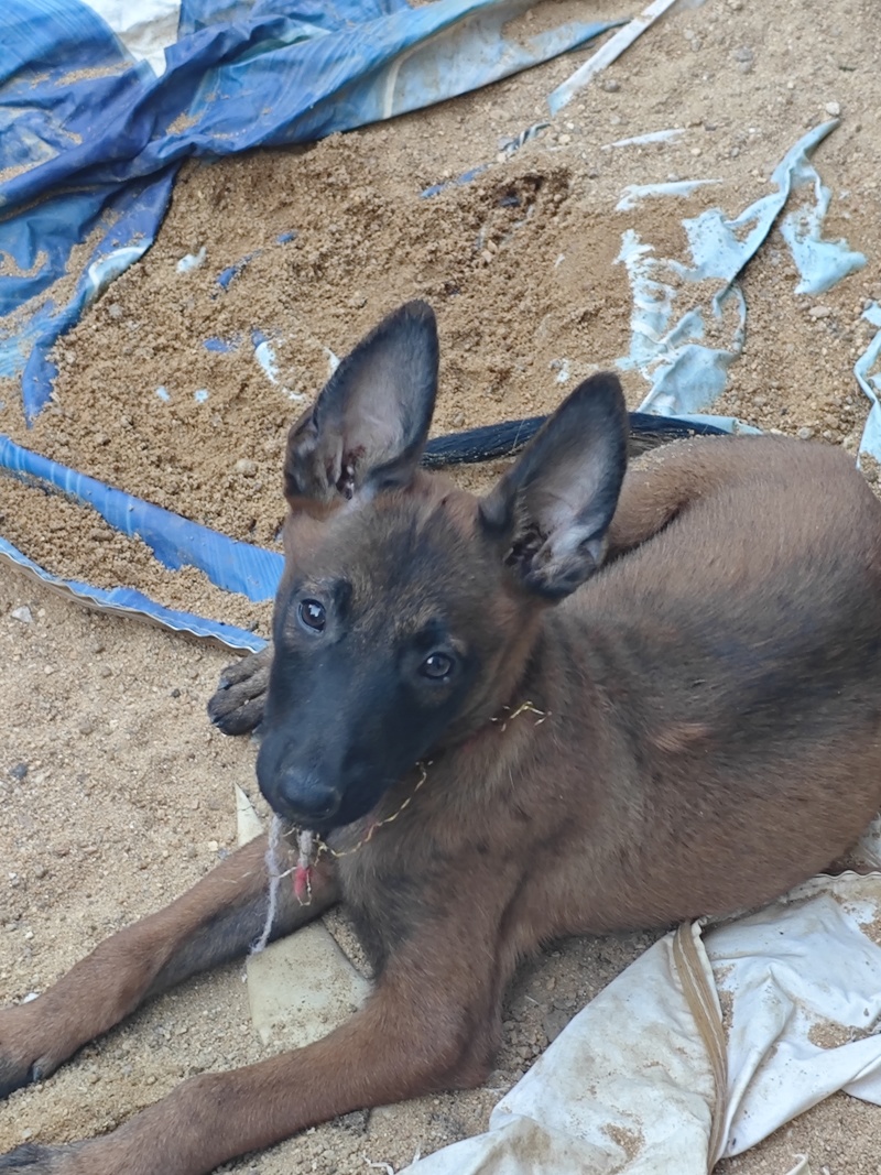 马犬崽