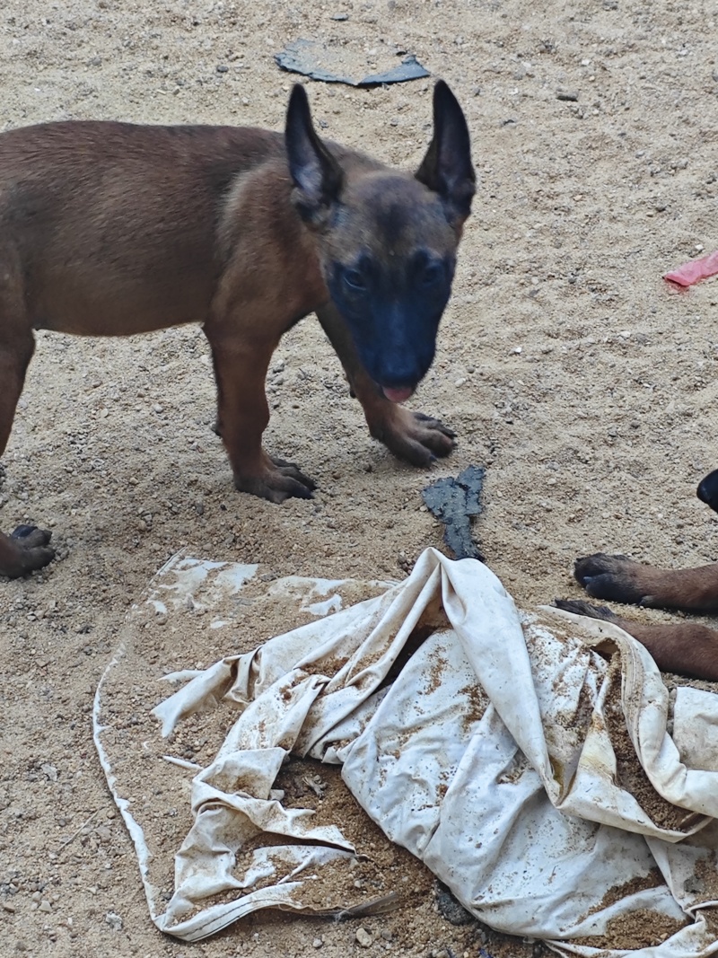 马犬崽