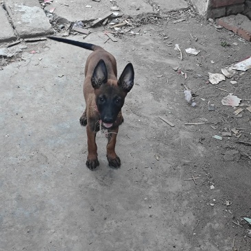 马犬崽
