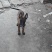 马犬崽