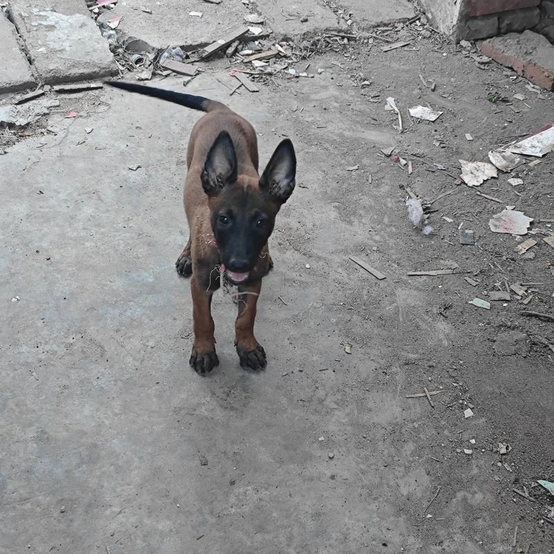 马犬崽