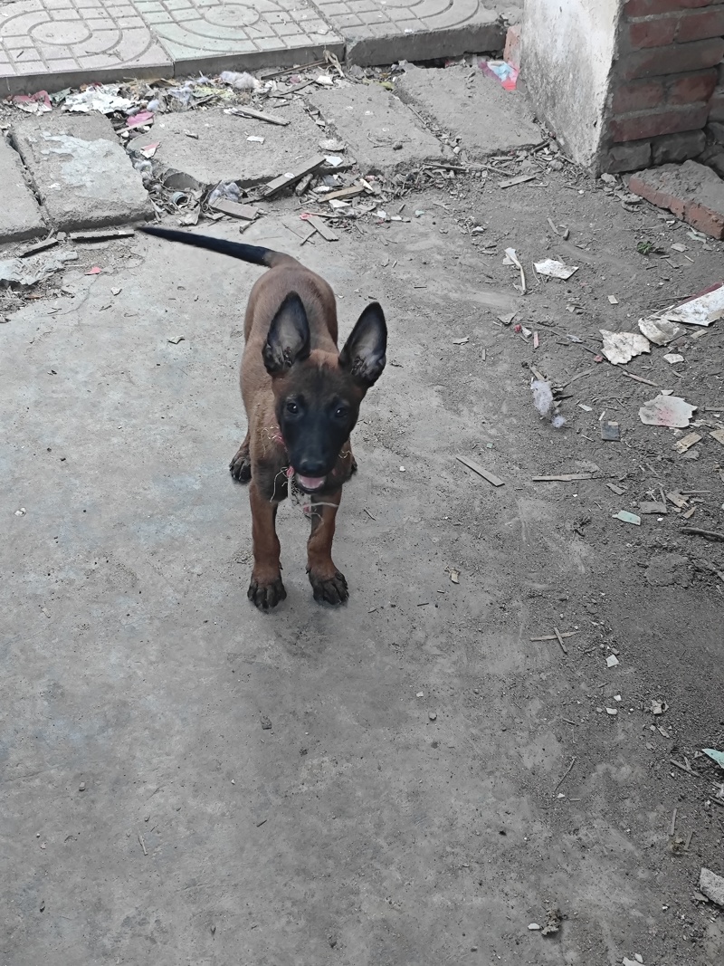 马犬崽