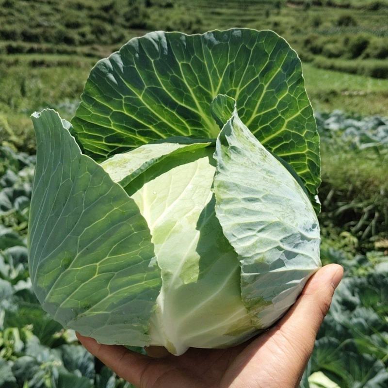 奥奇丽铁包菜