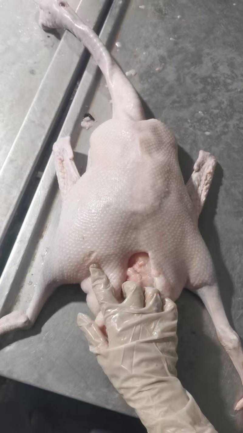 广东省黑棕鹅，冰鲜和零下四十度冻鹅