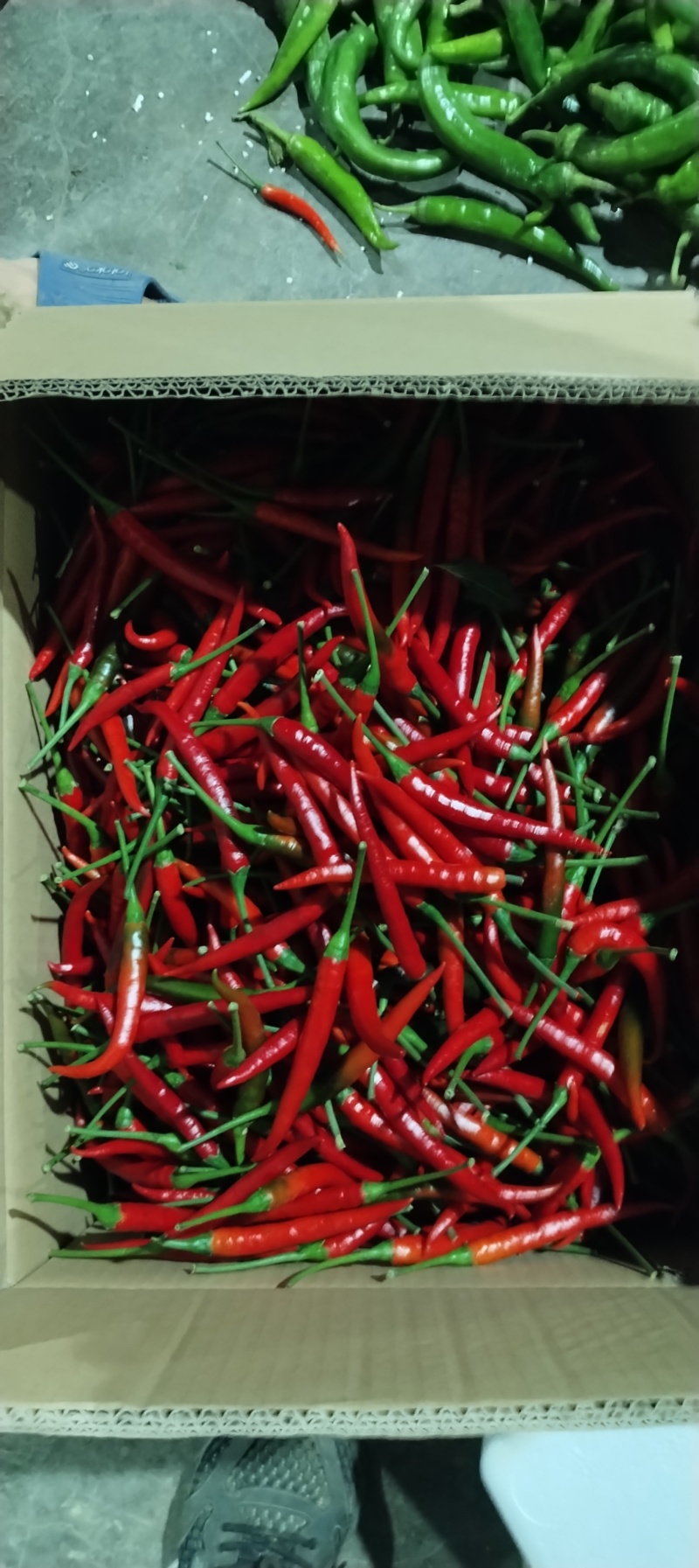 精品小米椒每天供应1吨满足各种包装