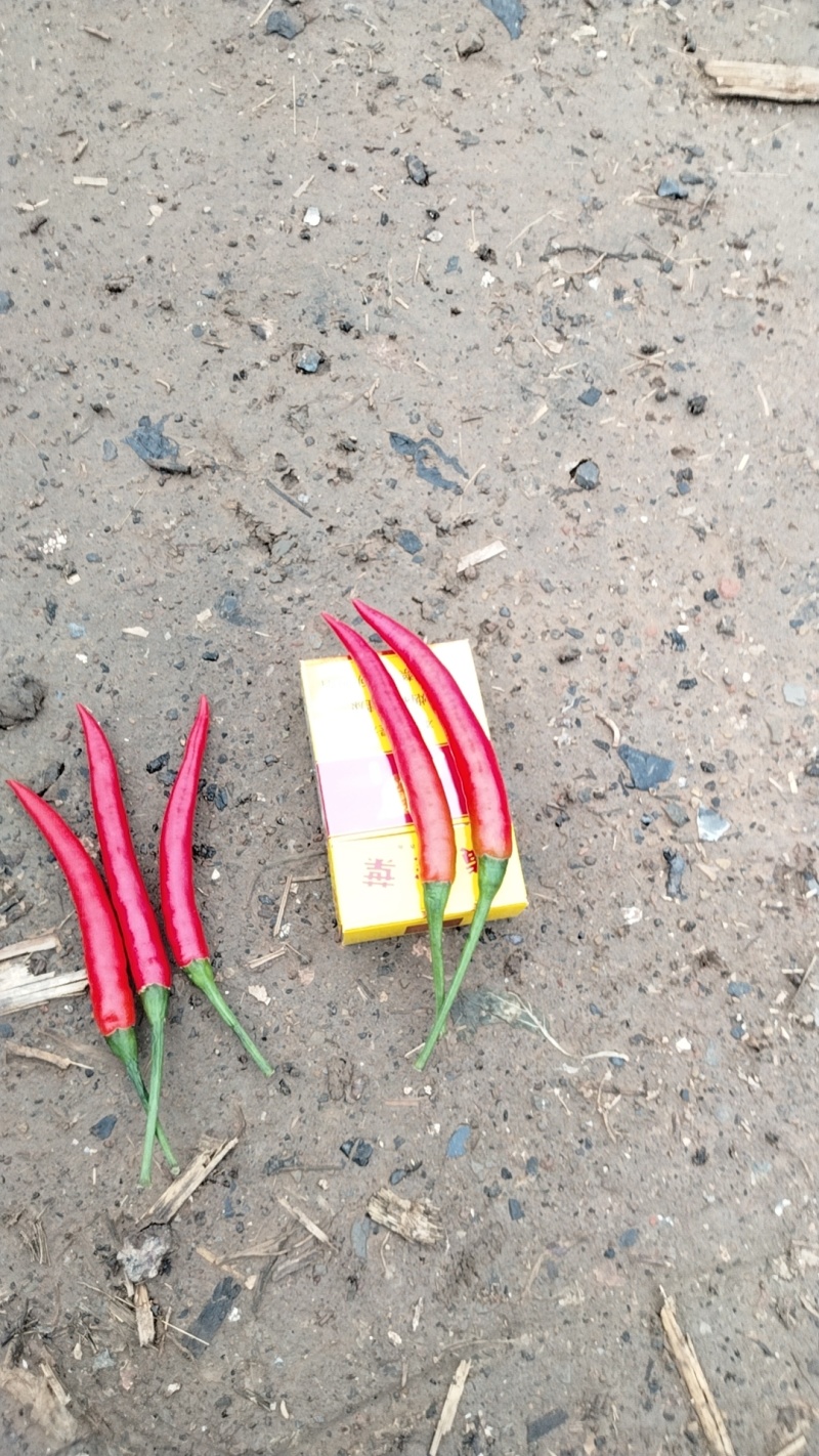 精品小米椒每天供应1吨满足各种包装