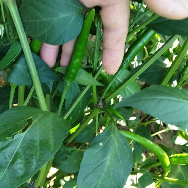 精品小米椒每天供应1吨满足各种包装