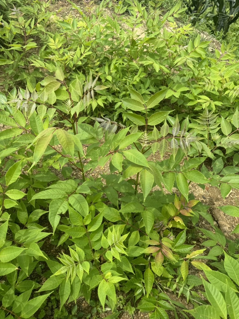 黄柏苗四川黄柏树苗基地直发提供技术量大从优