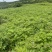 黄柏苗四川黄柏树苗基地直发提供技术量大从优