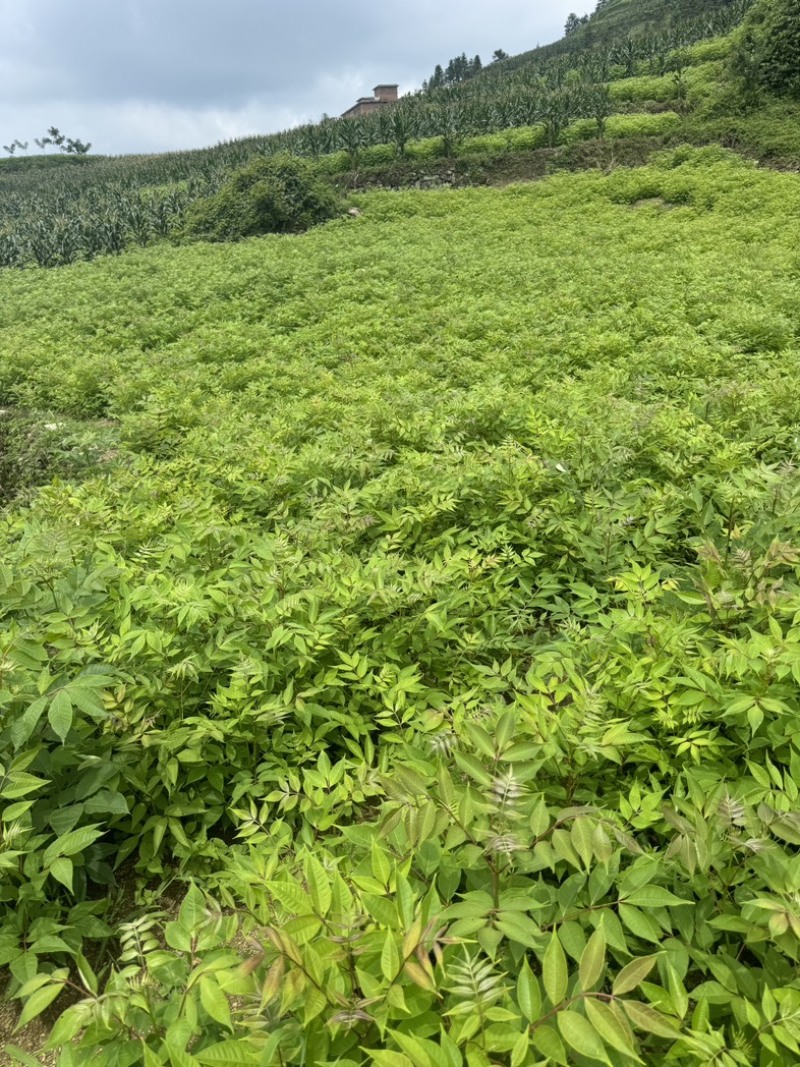 黄柏苗四川黄柏树苗基地直发提供技术量大从优