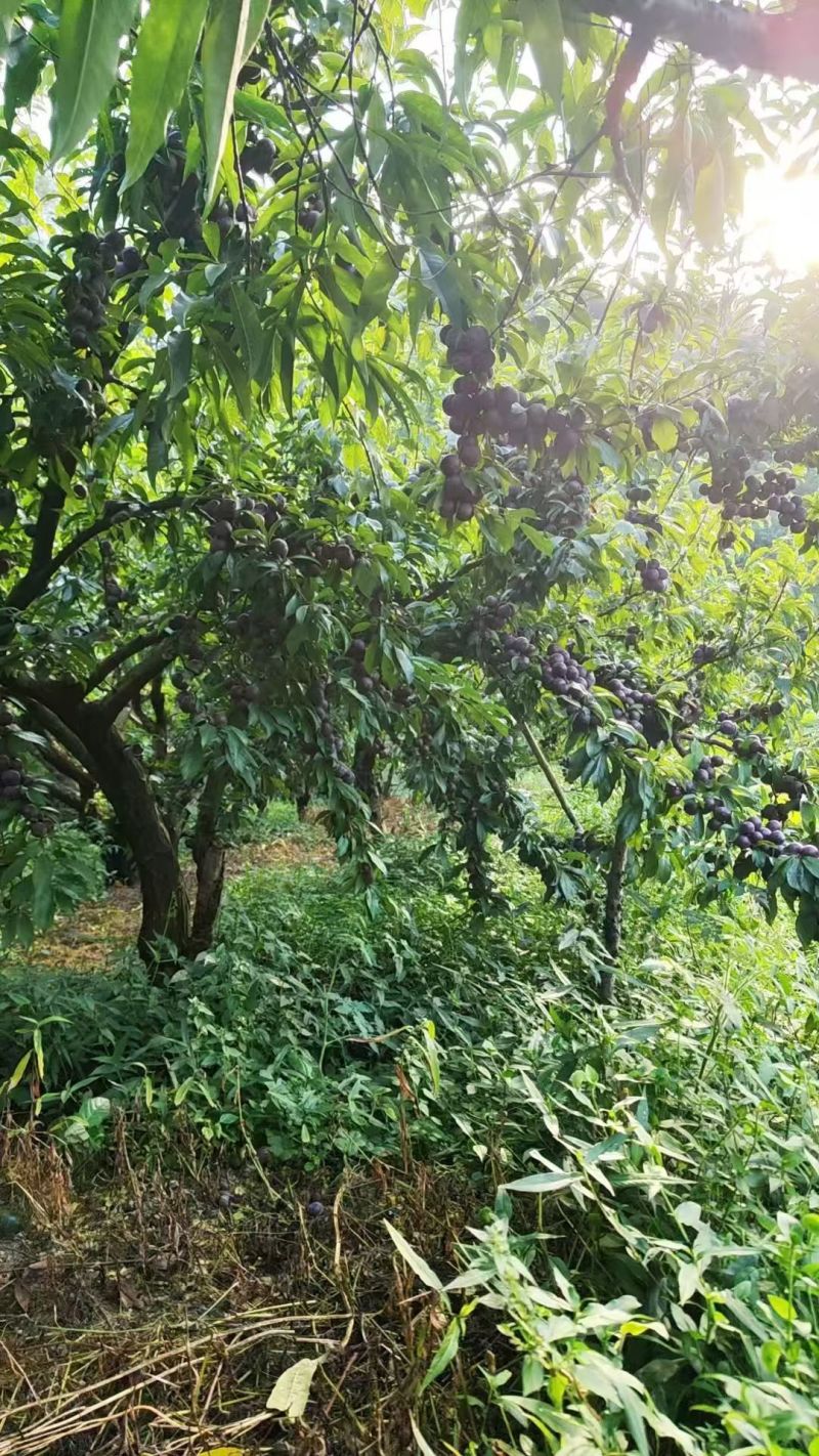 贵州高原脆红李产地直发，一手货源，欢迎采购