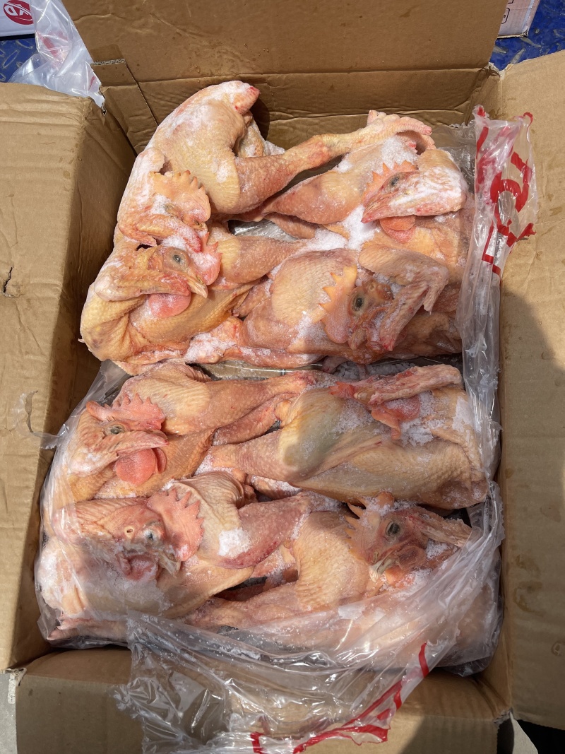 黄腿公鸡黑凤公鸡