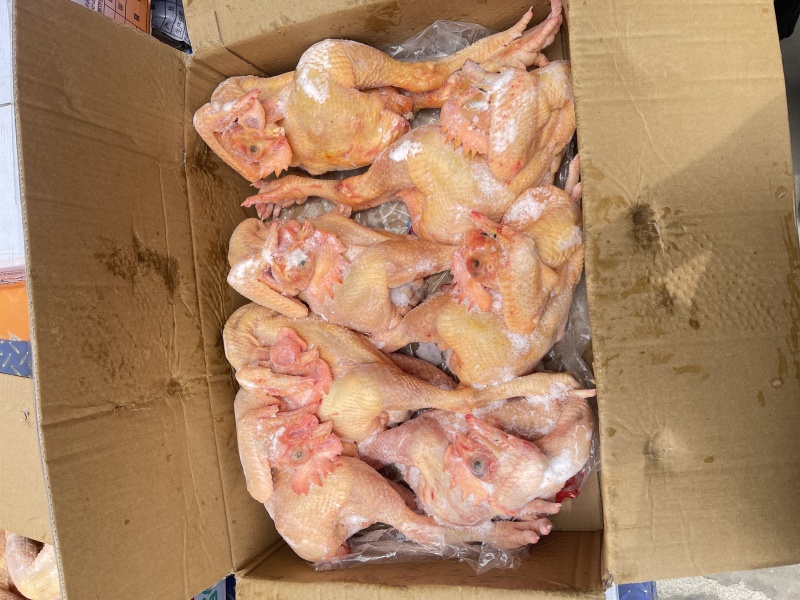 黄腿公鸡黑凤公鸡