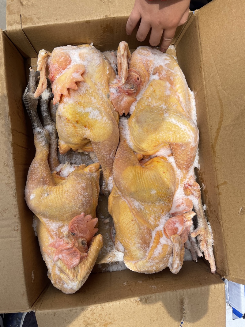 黄腿公鸡黑凤公鸡